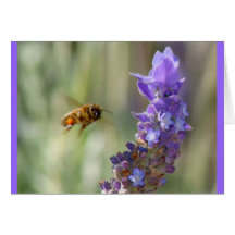 Abeja en la lavanda felicitaciones