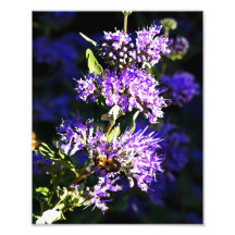 Abeja en la mariposa Bush - flores de la lavanda Fotografia