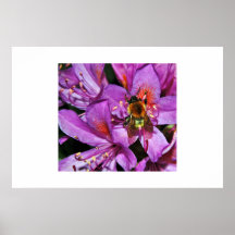 Abeja en Lilly 2 Poster