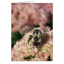 abeja en sedum tarjetón
