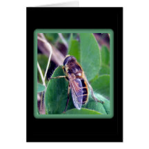 Abeja en tarjeta de felicitación del trébol
