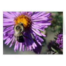 Abeja en un aster felicitaciones