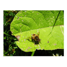 Abeja en una postal de la hoja