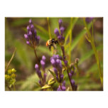 Abeja enérgica; Ningún texto Fotos