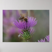 Abeja Posters