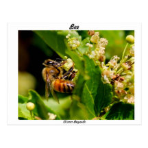 Abeja Tarjetas Postales
