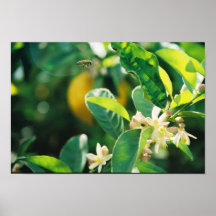 Abeja vista posters