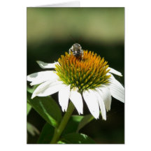 Abeja y aster tarjeta