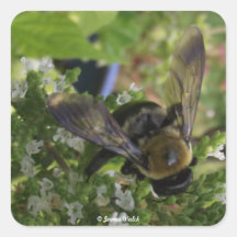 Abeja y flor blanca pegatinas cuadradases personalizadas
