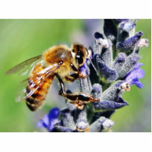 Abejas de las flores escultura fotografica