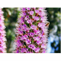 Abejas del Lupine de las flores Esculturas Fotográficas