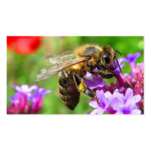 Abejas para la venta plantillas de tarjeta de negocio