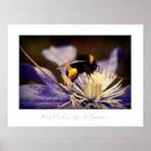 Abejorro y Clematis Impresiones
