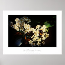Abejorro y Firethorn Poster