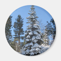 Abeto de la nieve imanes  