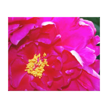Abra el Peony rosado oscuro Lienzo Envuelto Para Galerias