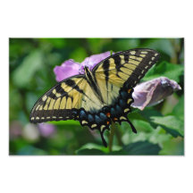 Abra las alas arte fotográfico