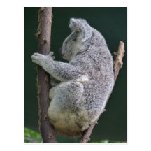 abrazo de la koala postal