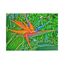 Abrigo de la lona de Hawaii del paraíso del pájaro Impresiones En Lienzo Estiradas