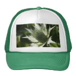 Acebo de mar gorras