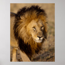 Acecho del león poster