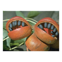 Aceituna de Java (foetida) del Sterculia, Kalumpan Anuncio