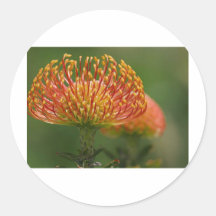 acerico-protea etiquetas  