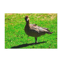 Acero del pato impresión de lienzo