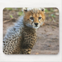Acinonyx Jubatus de Cub del guepardo) como se ve e Tapetes De Ratones