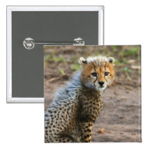 Acinonyx Jubatus de Cub del guepardo) como se ve e Pin