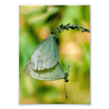 Acoplamiento de las mariposas de Leptosia Nina de  Arte Fotografico