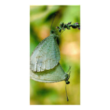Acoplamiento de las mariposas de Leptosia Nina de  Tarjeta Personal Con Foto