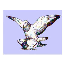 Acoplamiento de las palomas postales