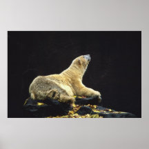 Actitud del oso polar posters
