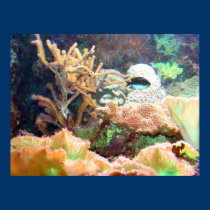 Acuario posters