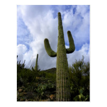 ~Add su propio Text~ al Saguaro alto Postales