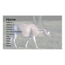Addax Plantillas De Tarjetas De Visita