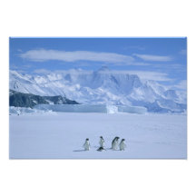 Adeliae de los pingüinos, del Pygoscelis de Adelie Fotografías