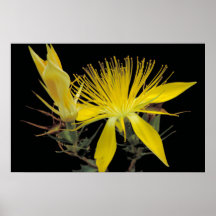Adonis Blazingstar Poster