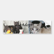 ¡Adopte! (gatos) Etiqueta De Parachoque