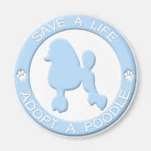 Adopte un imán del caniche