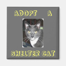 Adopte un imán del gato