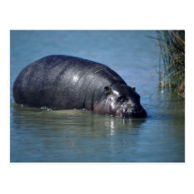 Adulto del hipopótamo del Pigmy en agua Postales
