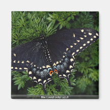 Adulto negro del swallowtail imanes de nevera