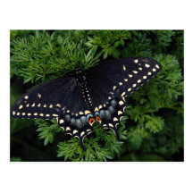 Adulto negro del swallowtail tarjeta postal