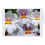 Aerosol de la orquídea felicitaciones