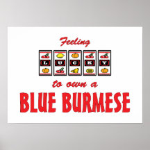 Afortunado a propio un diseño birmano azul del gat posters