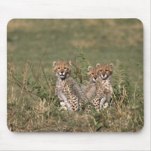 África; Kenia; Masai Mara; Tres cachorros del guep Alfombrillas De Ratones