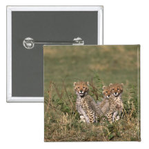 África; Kenia; Masai Mara; Tres cachorros del guep Pins