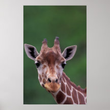 África, Kenia, rancho del impala. Reticulado Poster